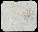 Floating Crinoid (Saccocoma) - Solnhofen Limestone #58288-1